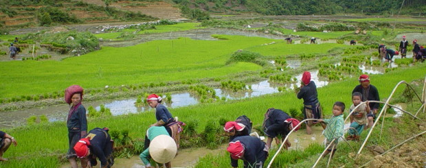 Sapa easy trekking tour