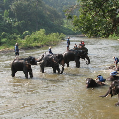 Elephant camp in Luang Prabang